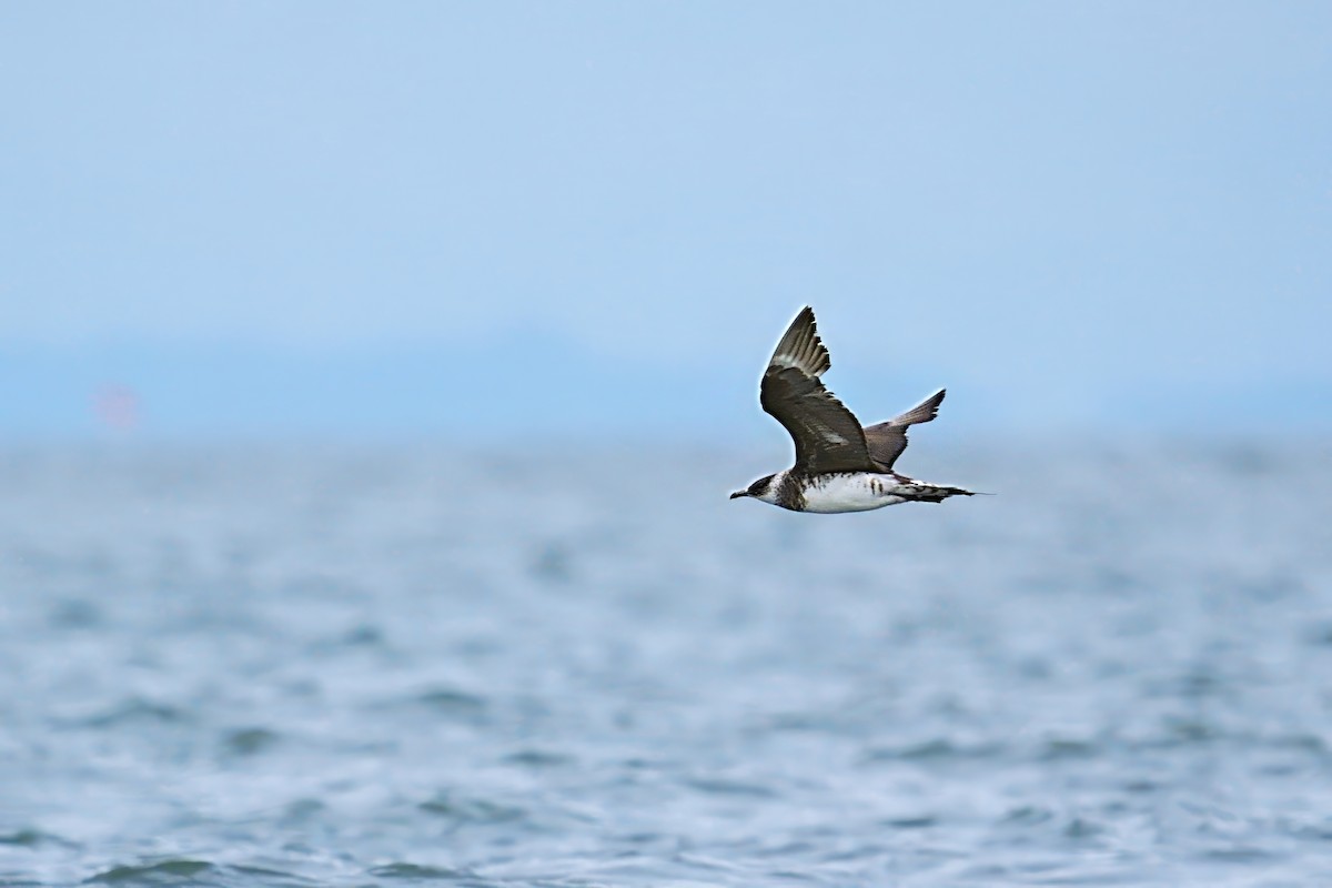 短尾賊鷗 - ML646885929