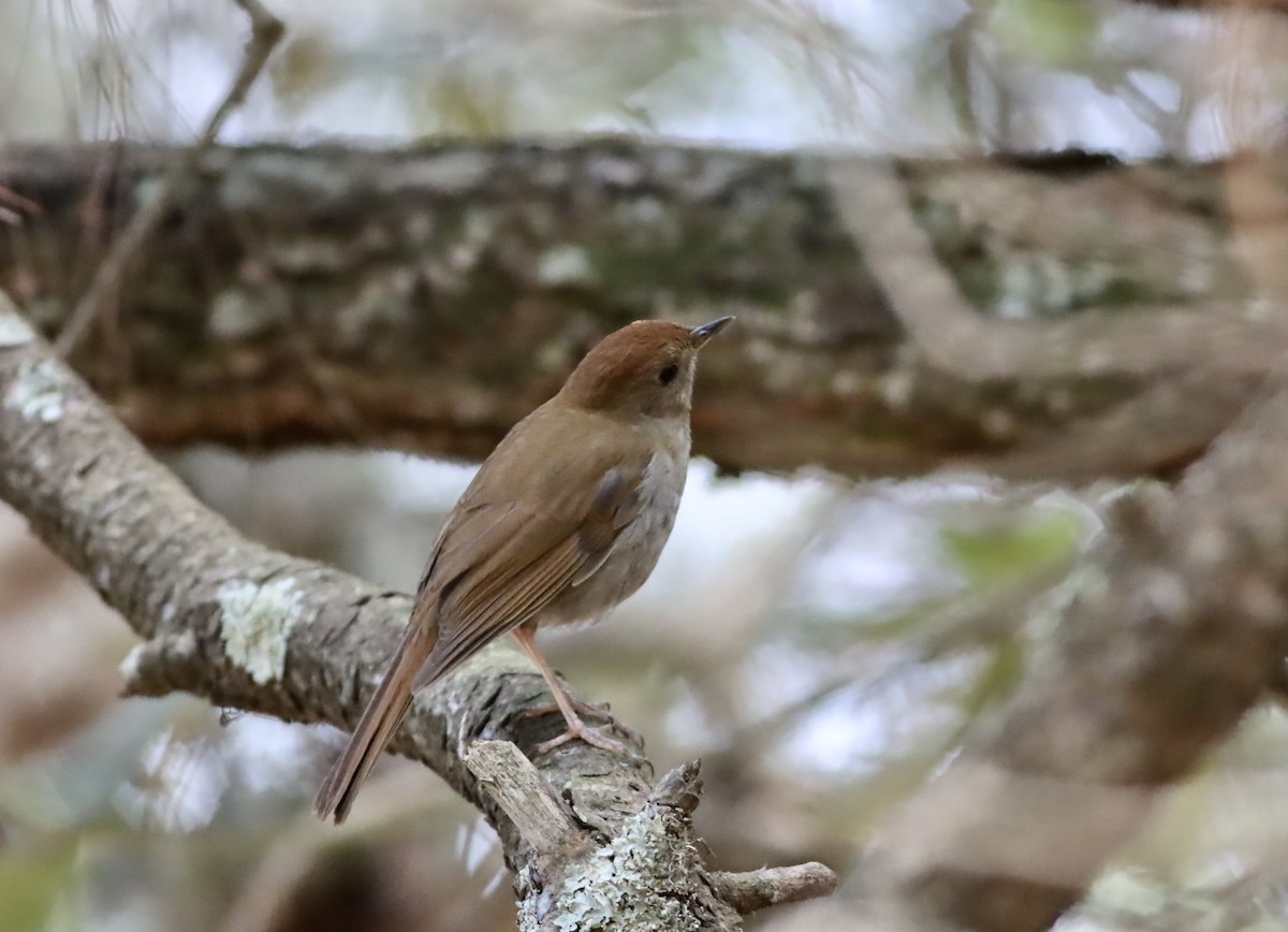 Russet Nightingale-Thrush - ML646885930