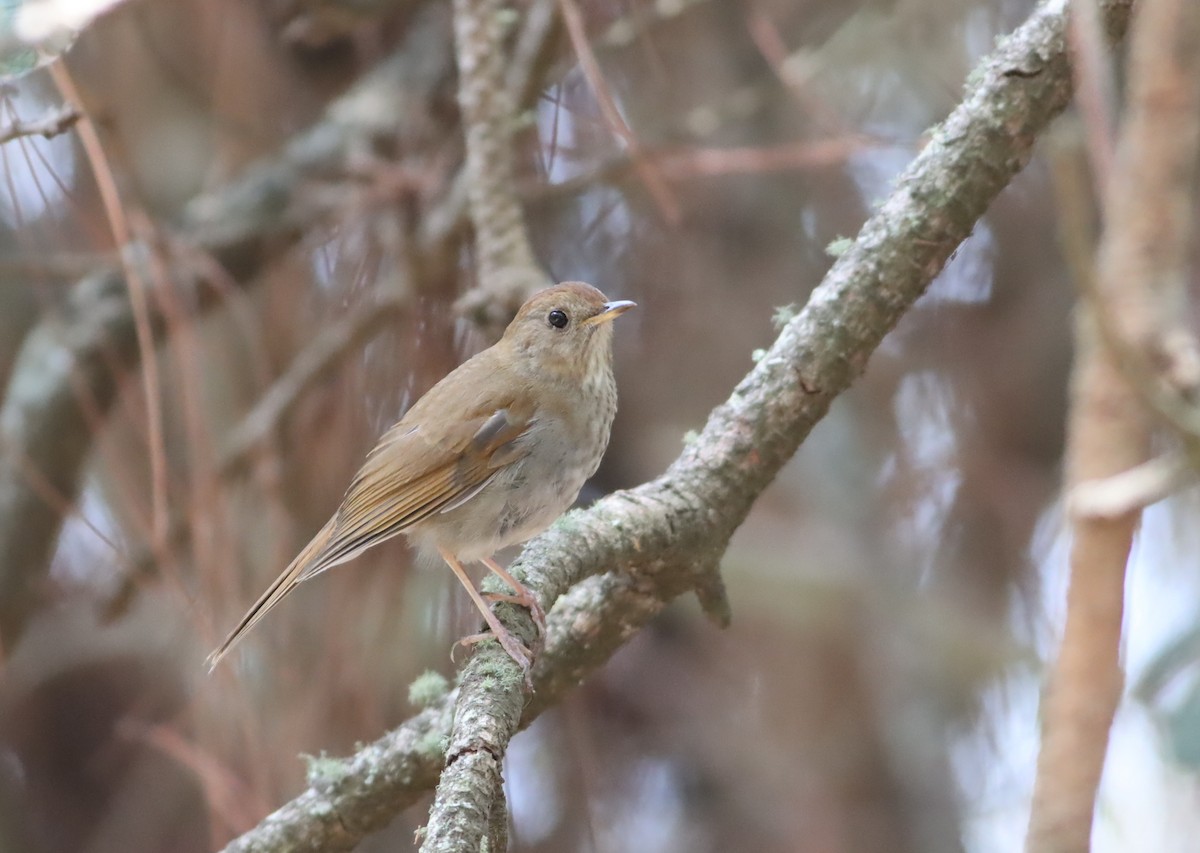 Russet Nightingale-Thrush - ML646885931