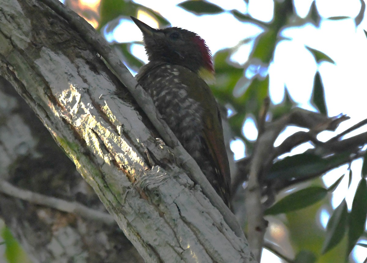 Жовна мала - ML646885932