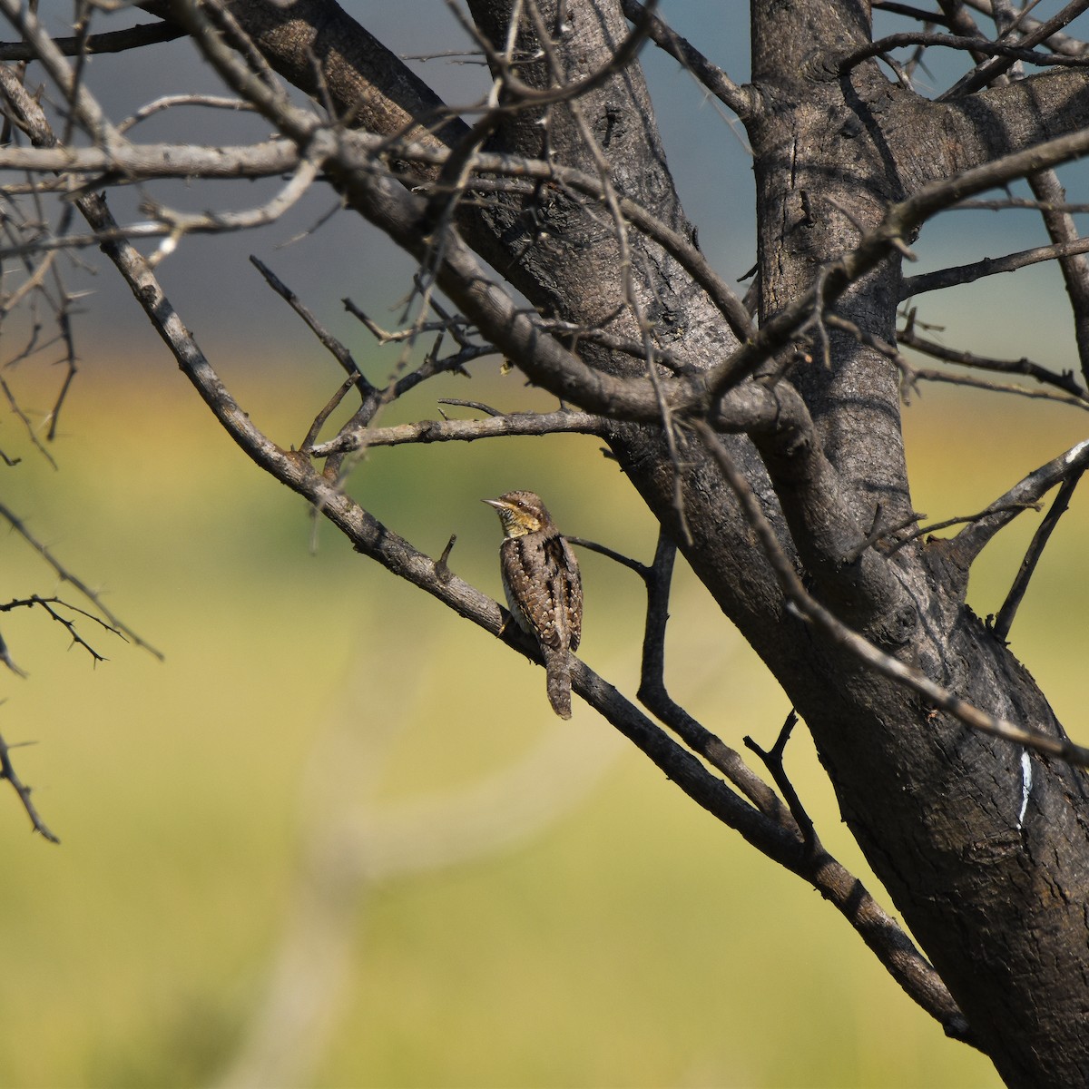 Torcicollo - ML646885933