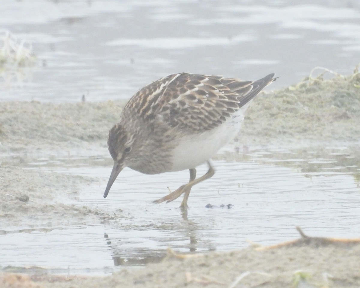 Pectoral Sandpiper - ML646885937