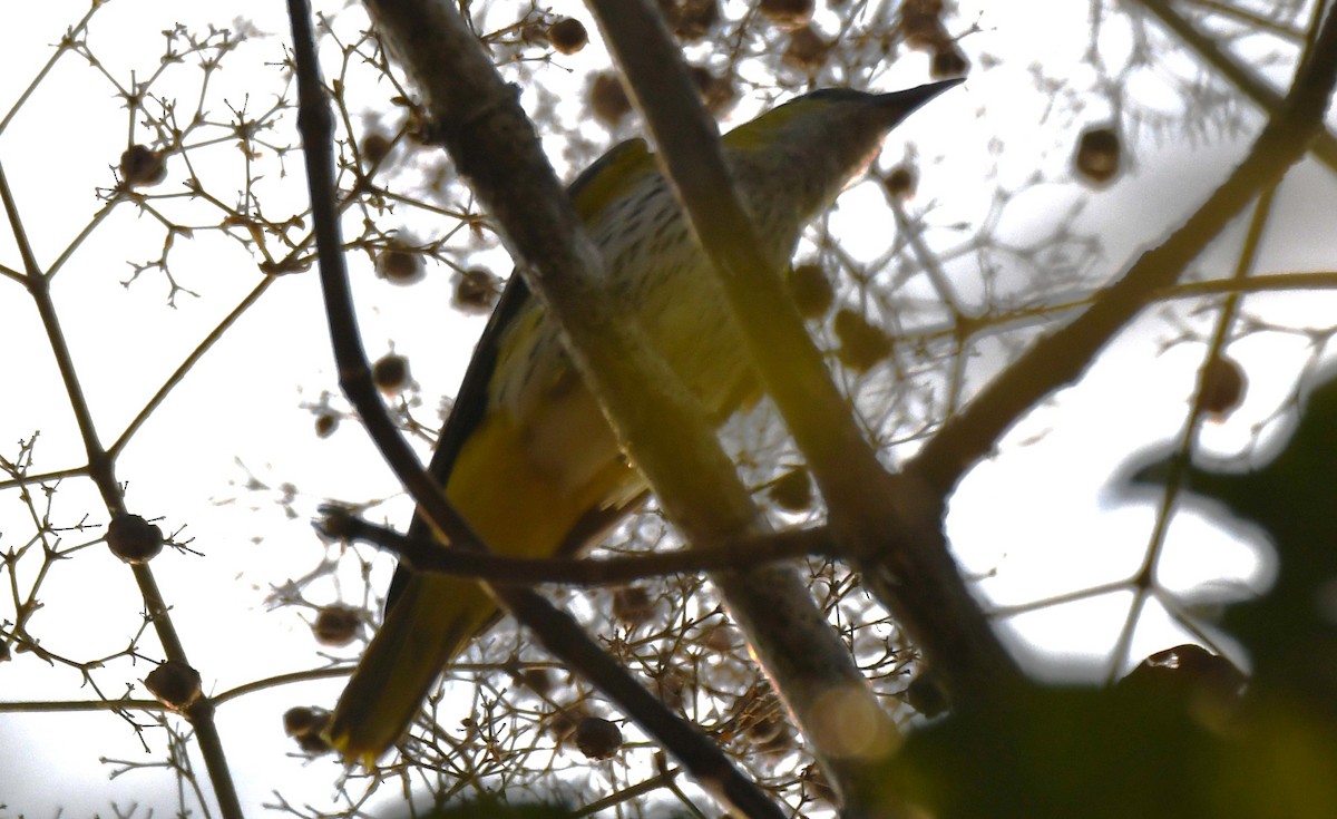 Indian Golden Oriole - ML646885938