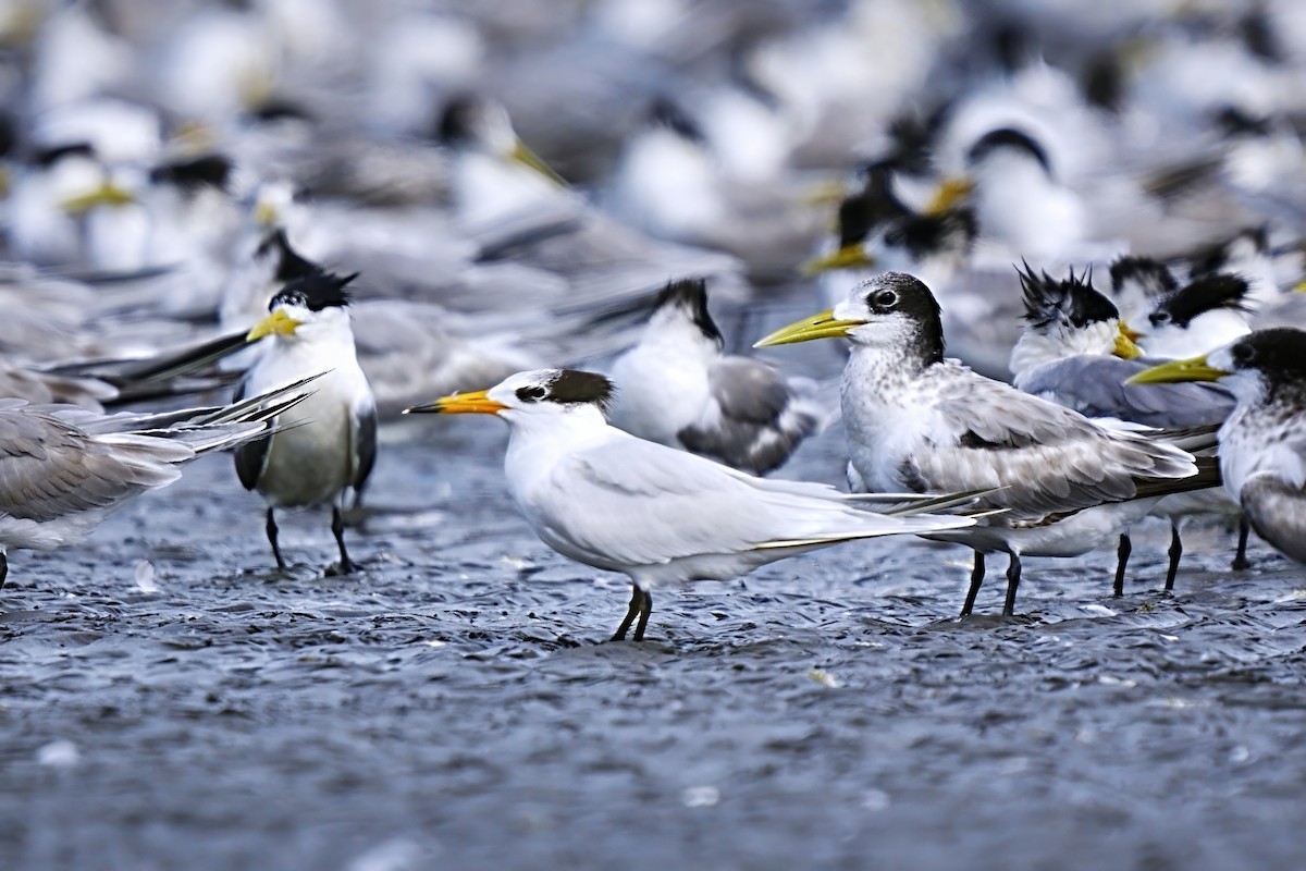 Chinese Crested Tern - ML646885942