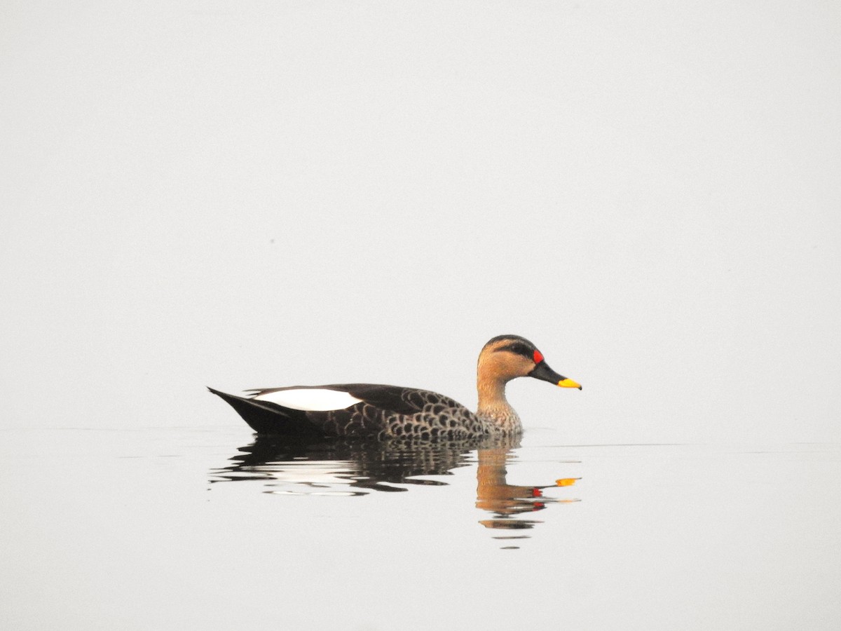 Indian Spot-billed Duck - ML646885943