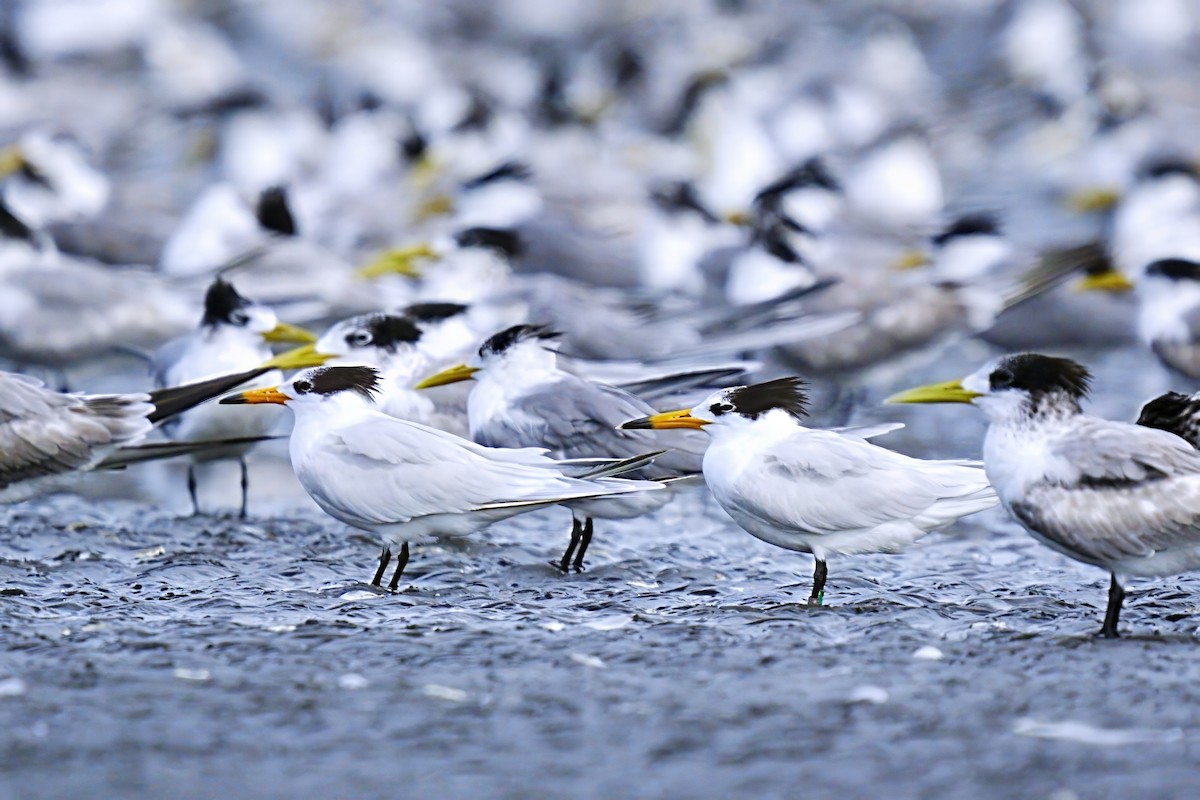 Chinese Crested Tern - ML646885944