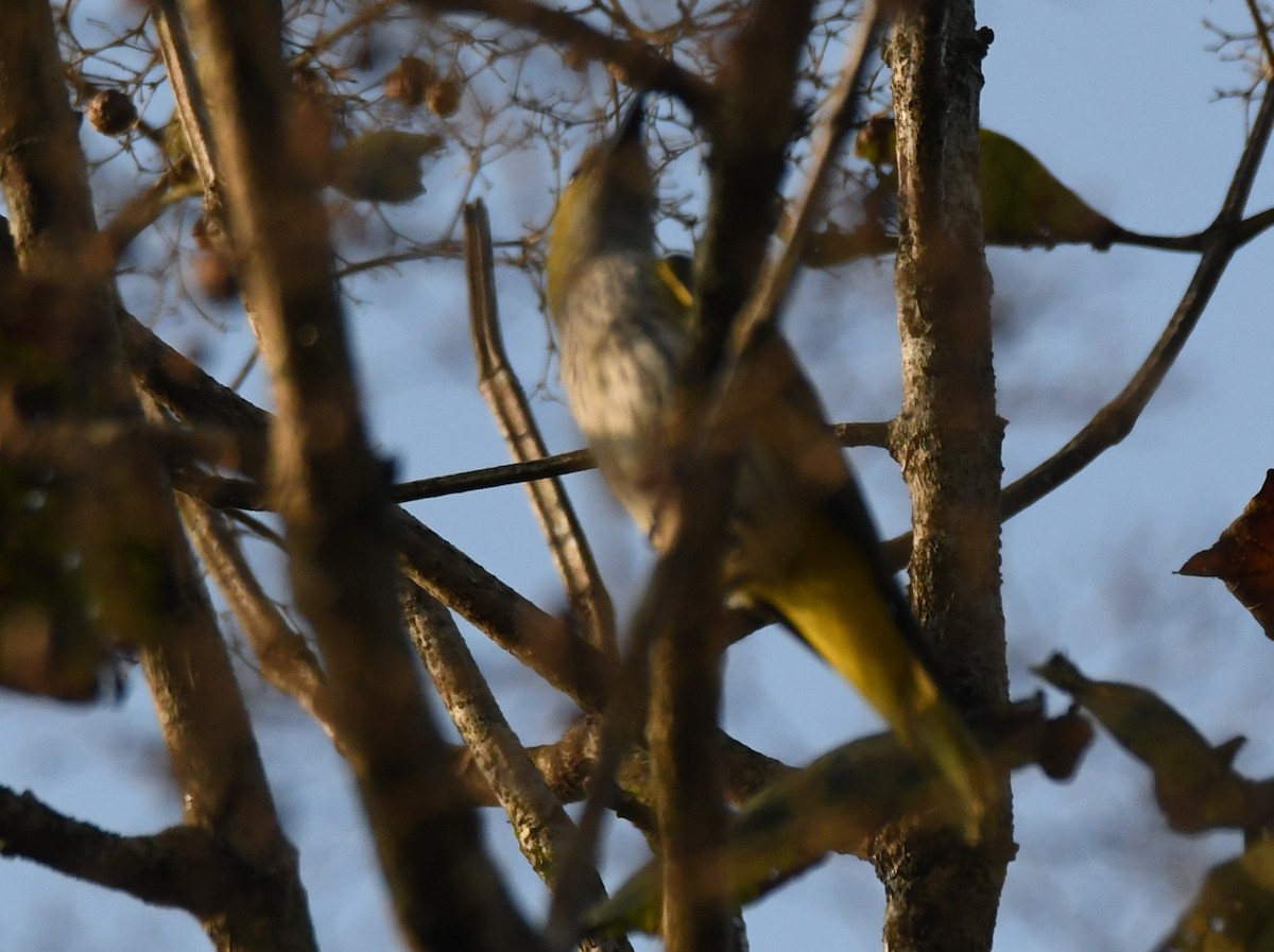 Indian Golden Oriole - ML646885945
