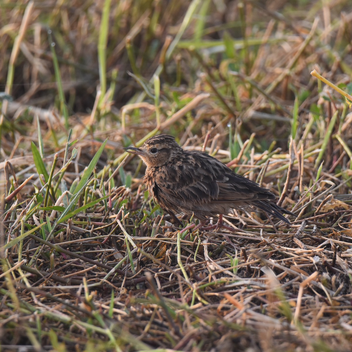 Oriental Skylark - ML646885946