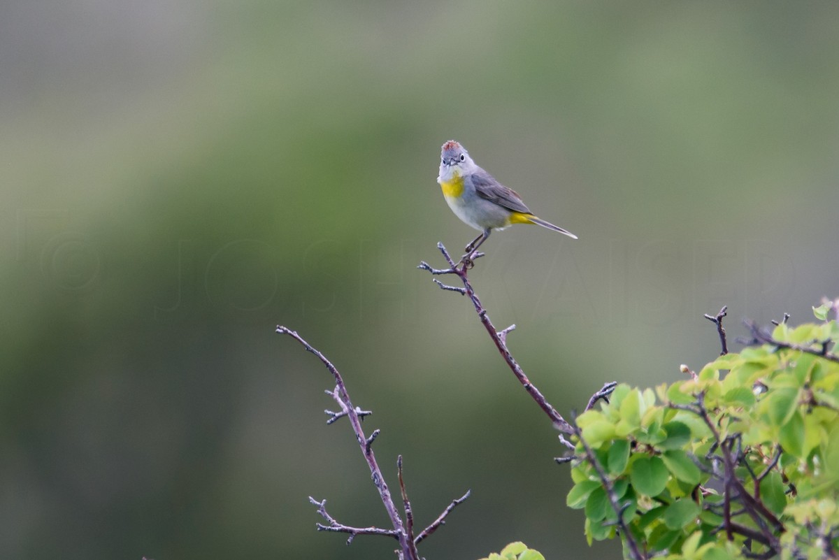 Virginia's Warbler - ML646885947
