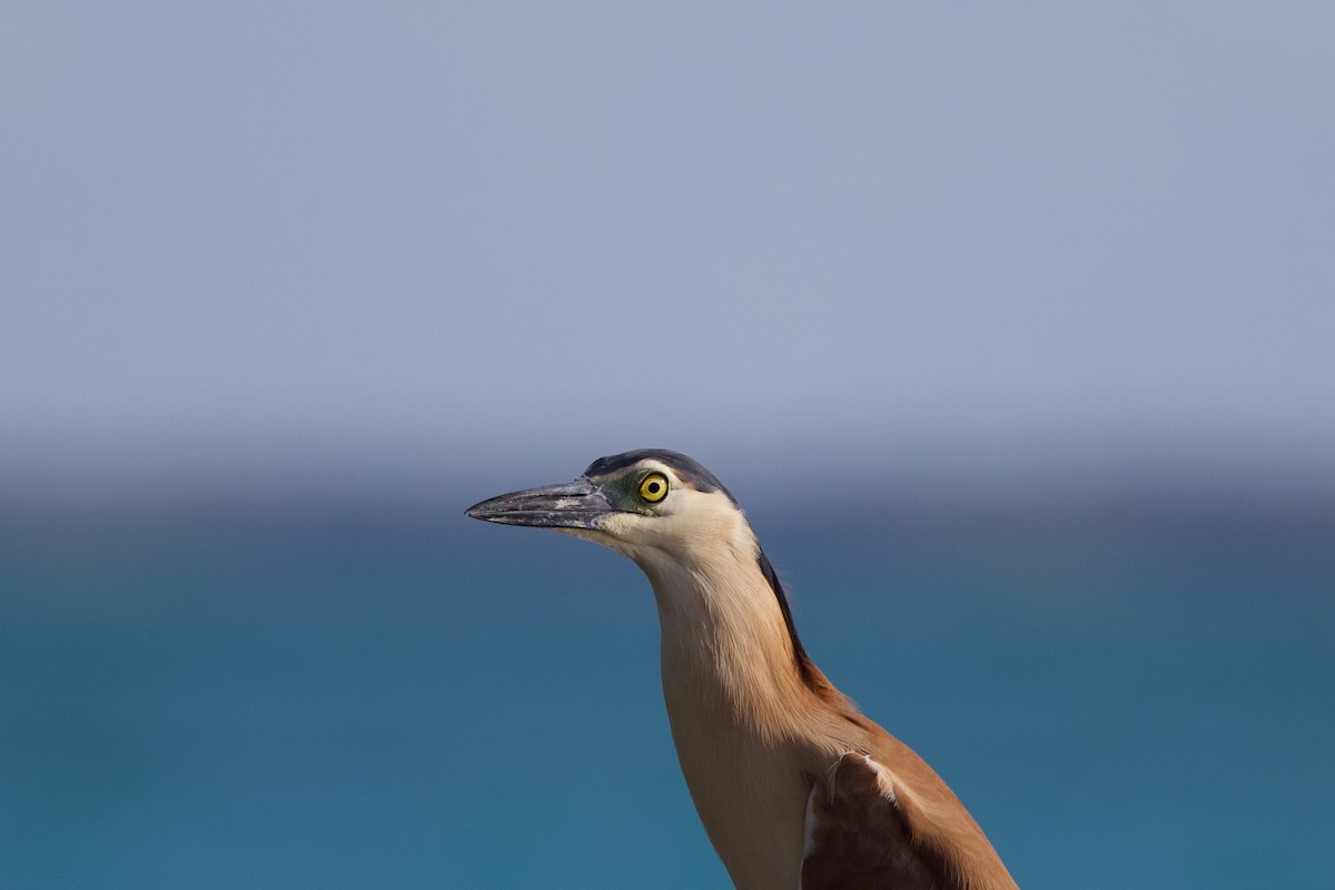 Nankeen Night Heron - ML646885948