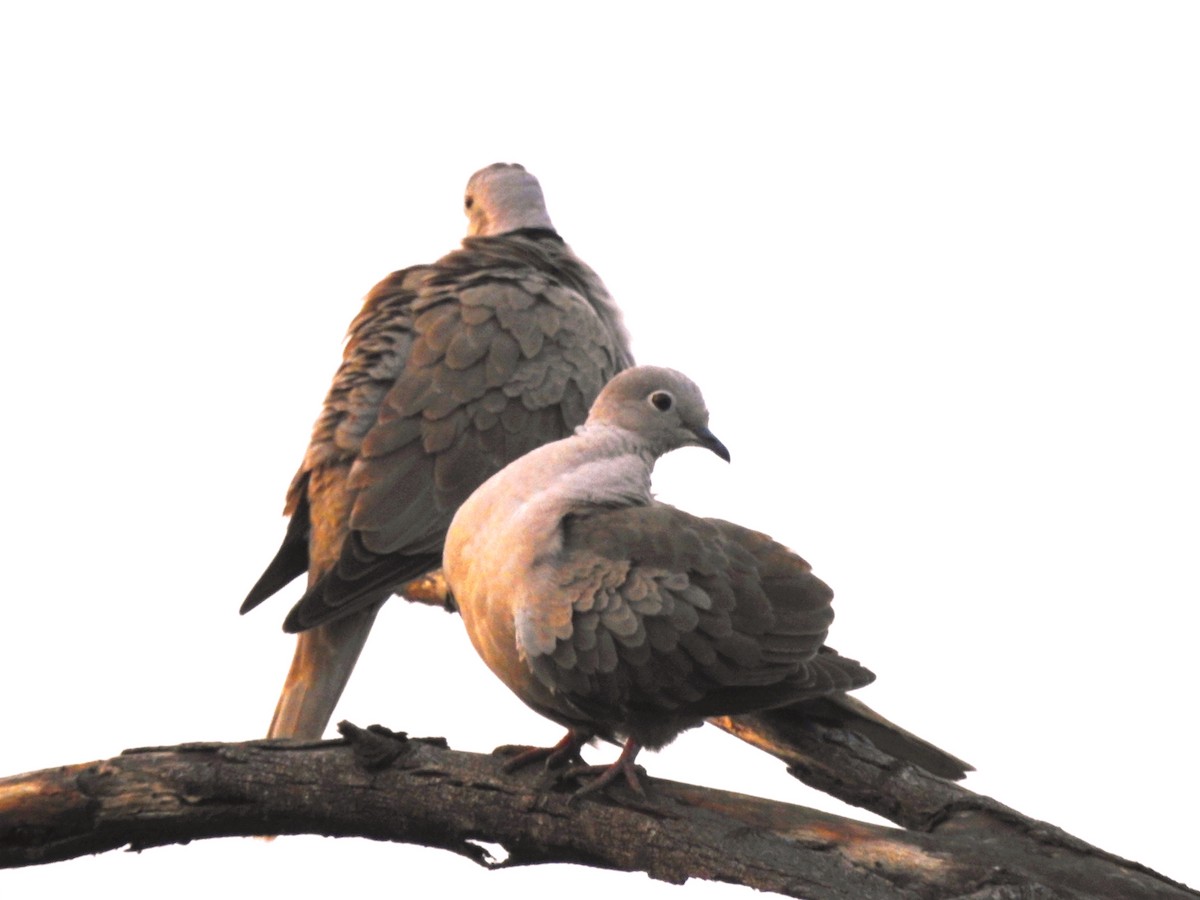 Eurasian Collared-Dove - ML646885951