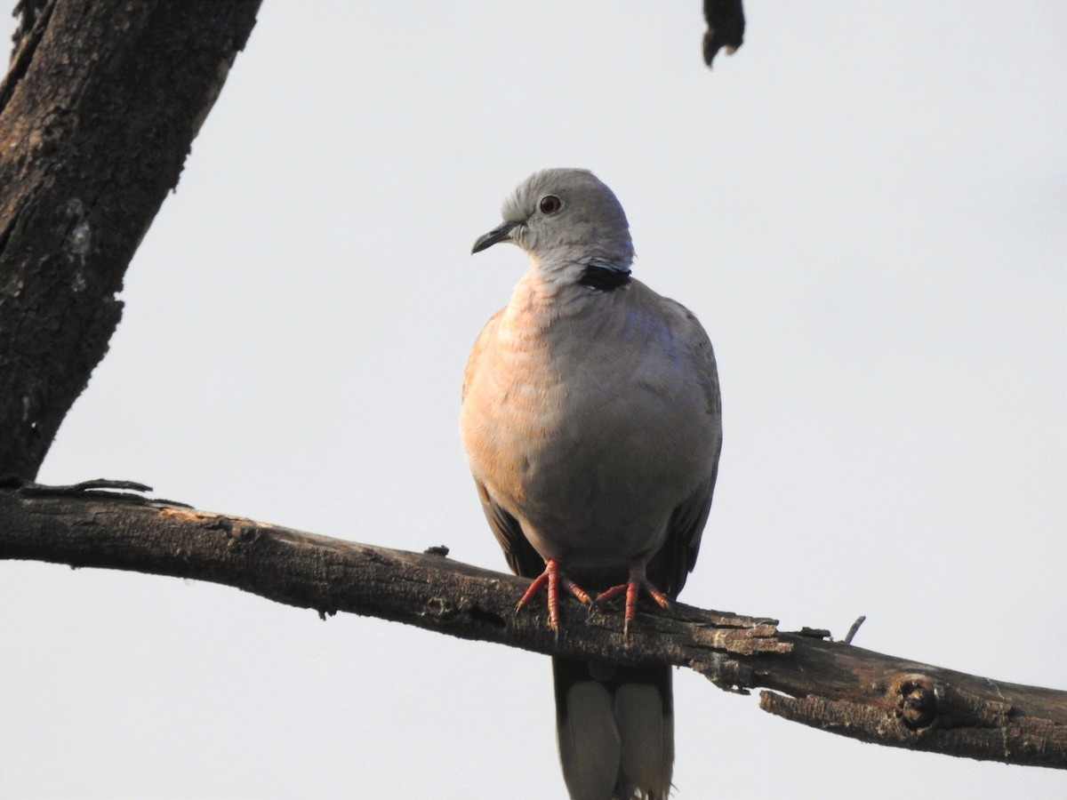 Eurasian Collared-Dove - ML646885954