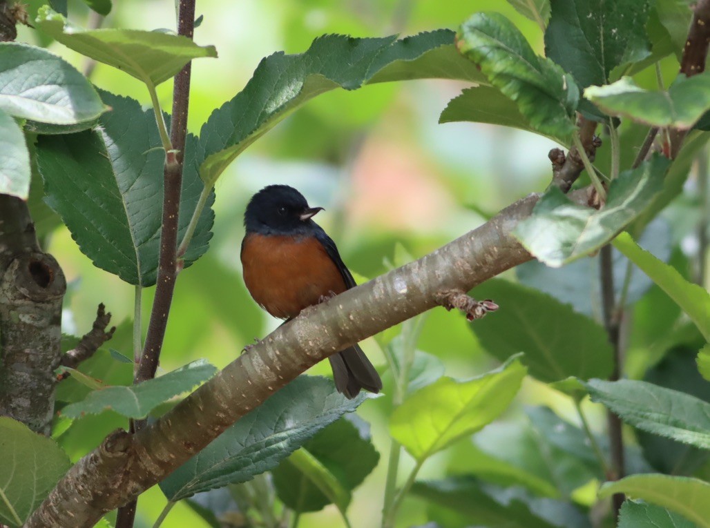 Cinnamon-bellied Flowerpiercer - ML646885955