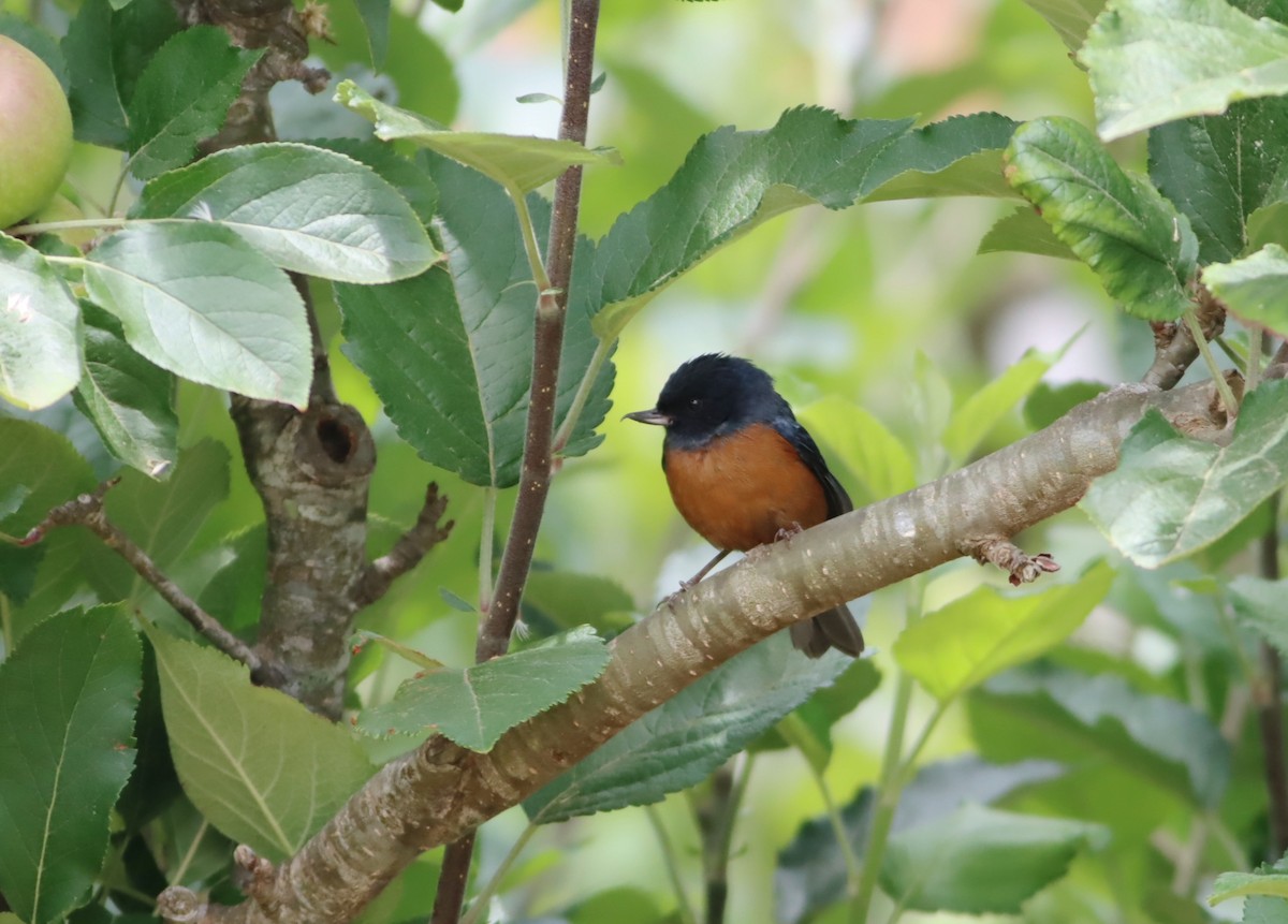 Cinnamon-bellied Flowerpiercer - ML646885956