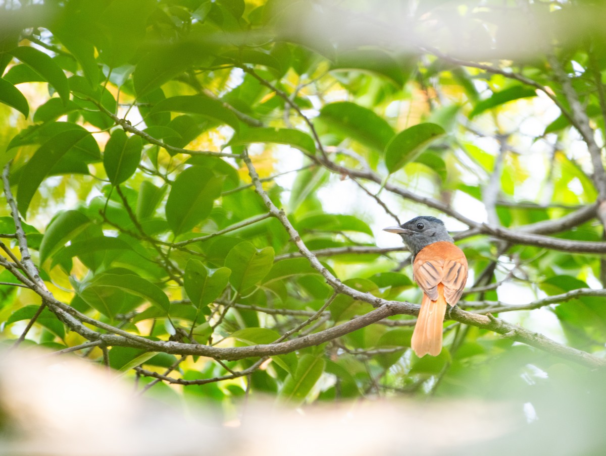 Blyth Monarkı - ML646885957