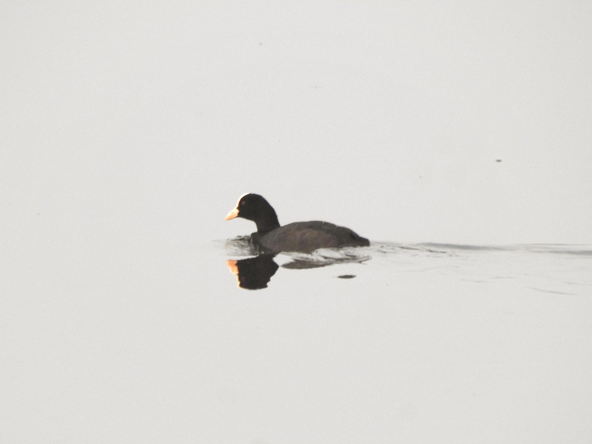 Eurasian Coot - ML646885959