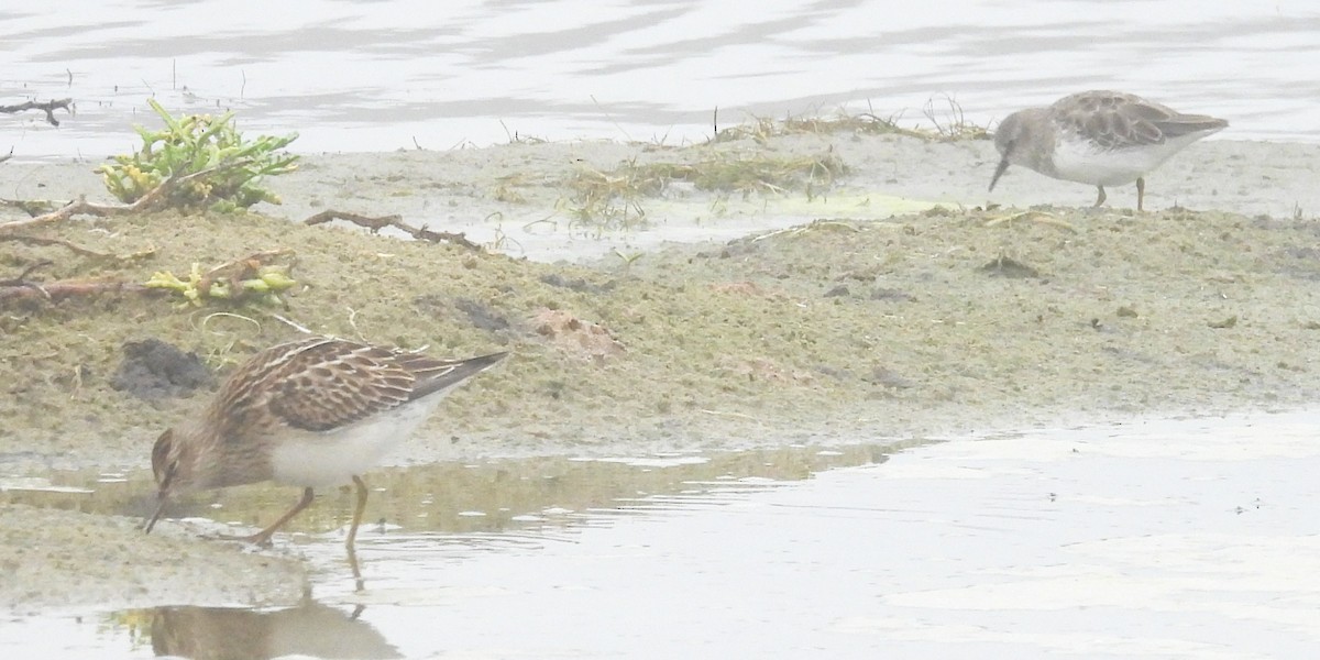 Pectoral Sandpiper - ML646885960