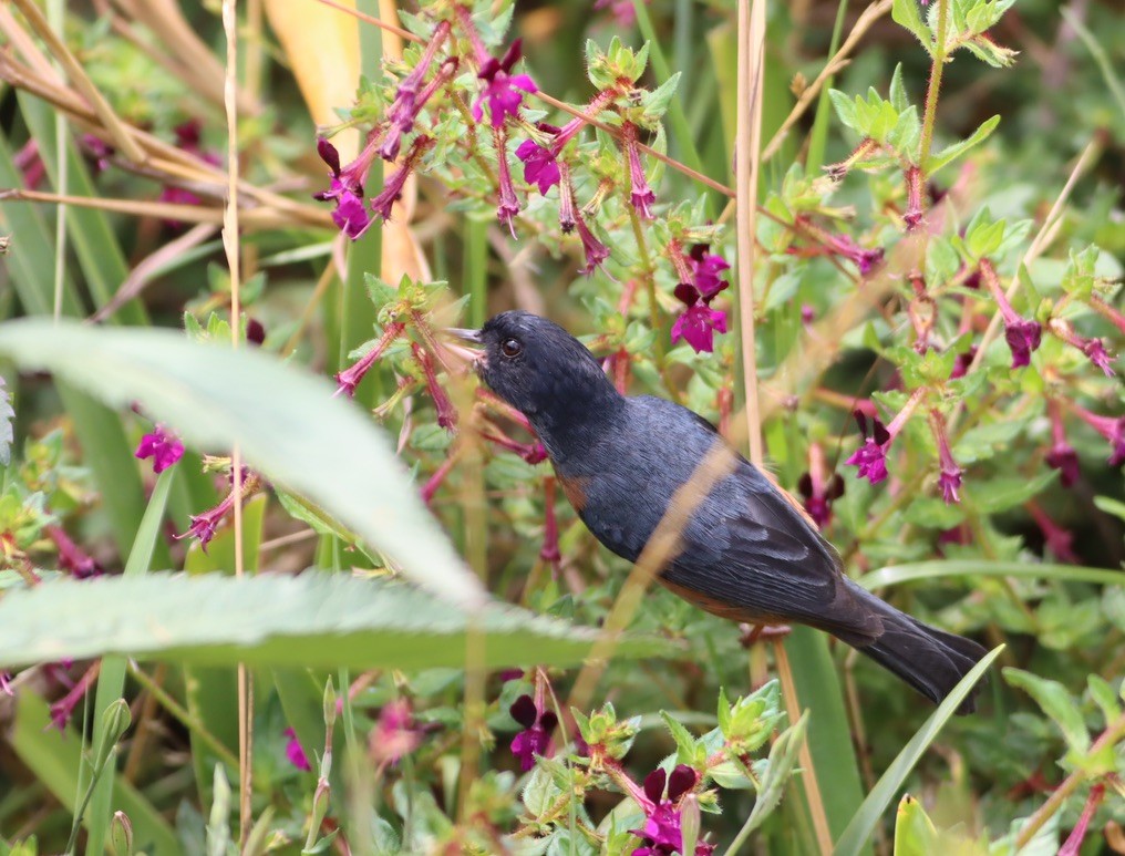 Cinnamon-bellied Flowerpiercer - ML646885964