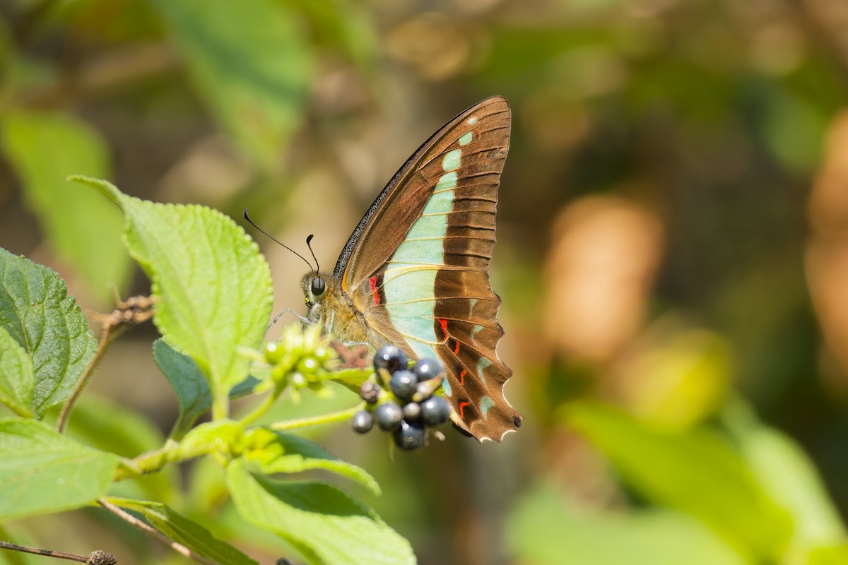 Blue Triangle Butterfly - ML646885966