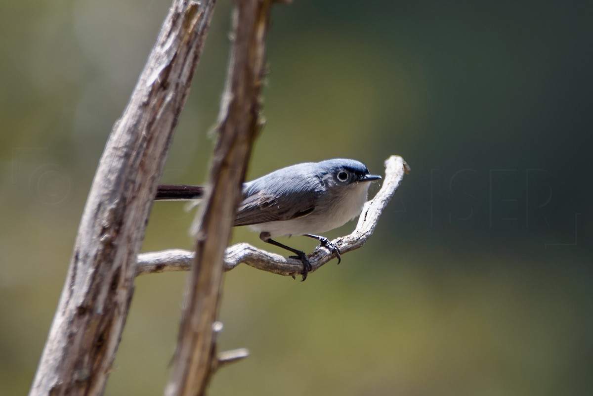 Blue-gray Gnatcatcher - ML646885967