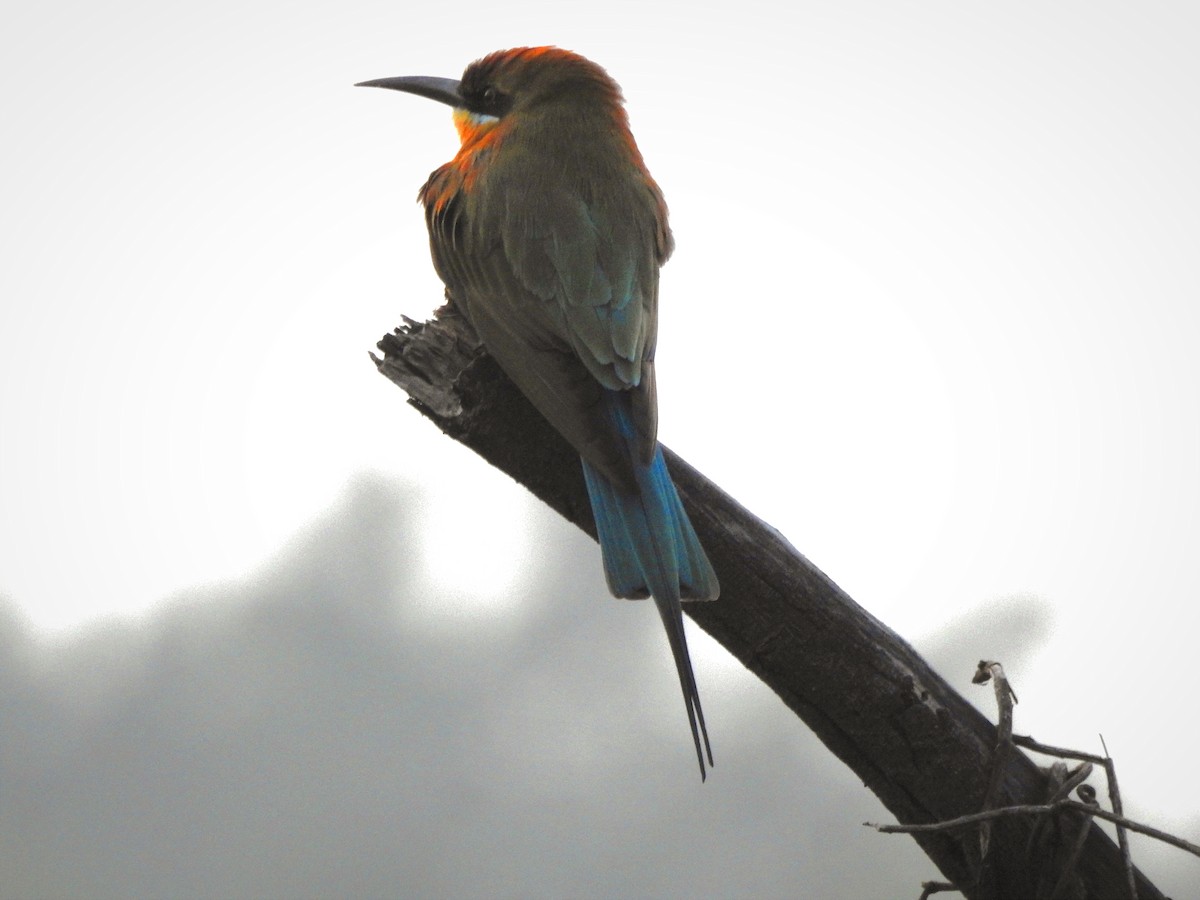Blue-tailed Bee-eater - ML646885969