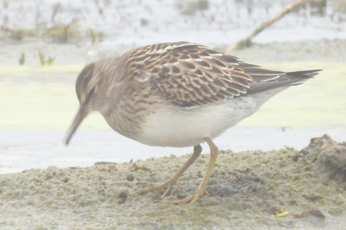 Pectoral Sandpiper - ML646885970