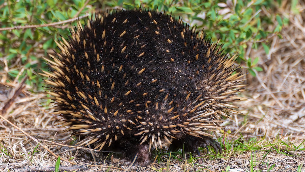 Млекопитающие - ML646885971