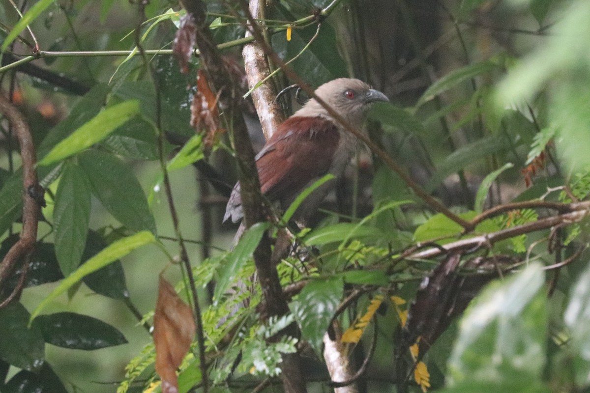 Коукал андаманський - ML646885972