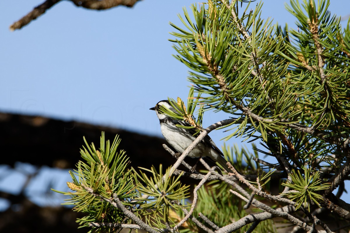 Black-throated Gray Warbler - ML646885974