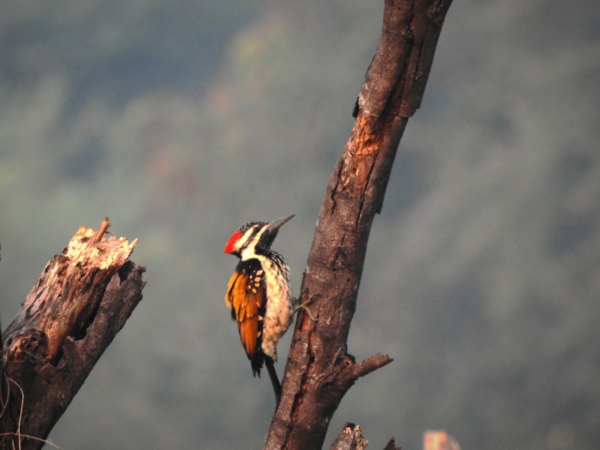 Black-rumped Flameback - ML646885975