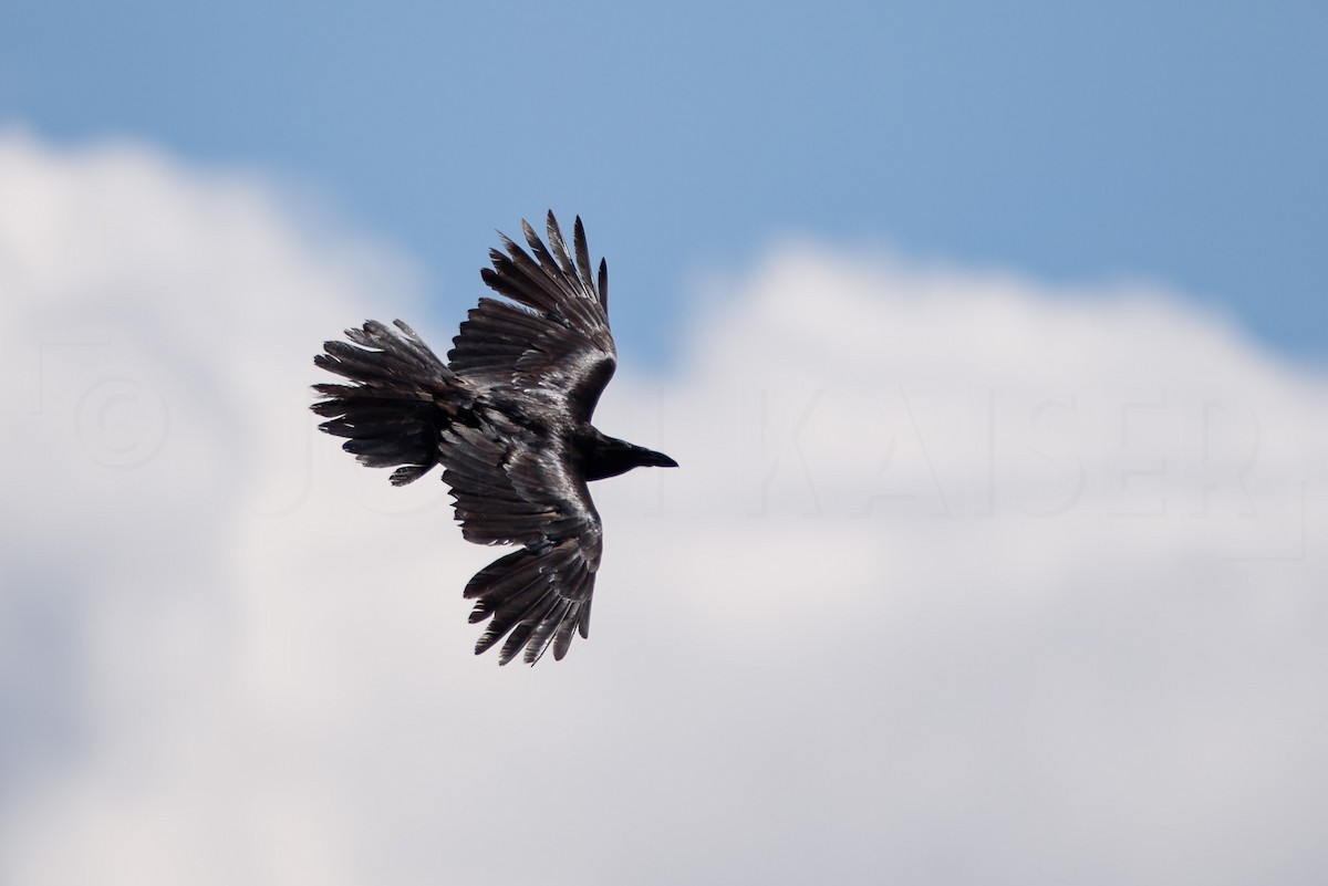 Common Raven - ML646885980