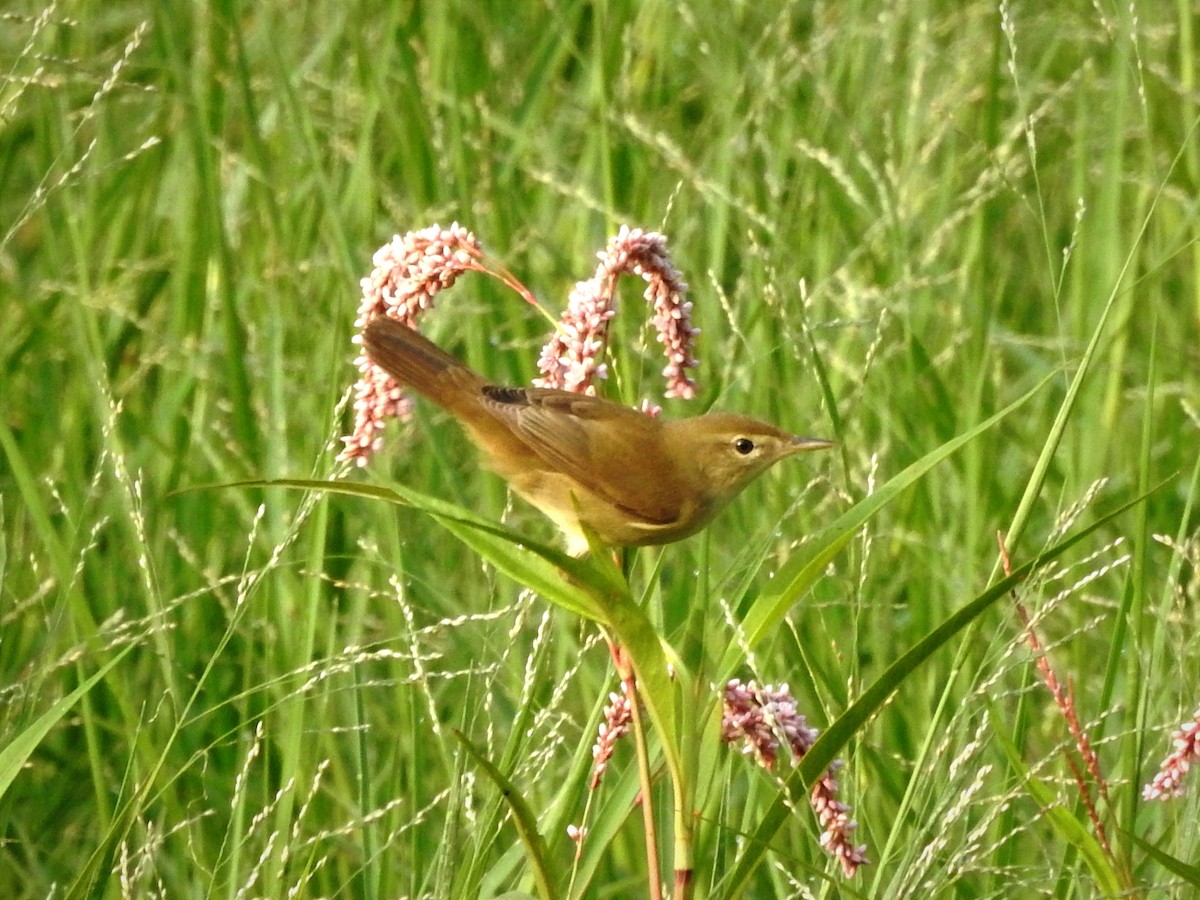 Paddyfield Warbler - ML646885982