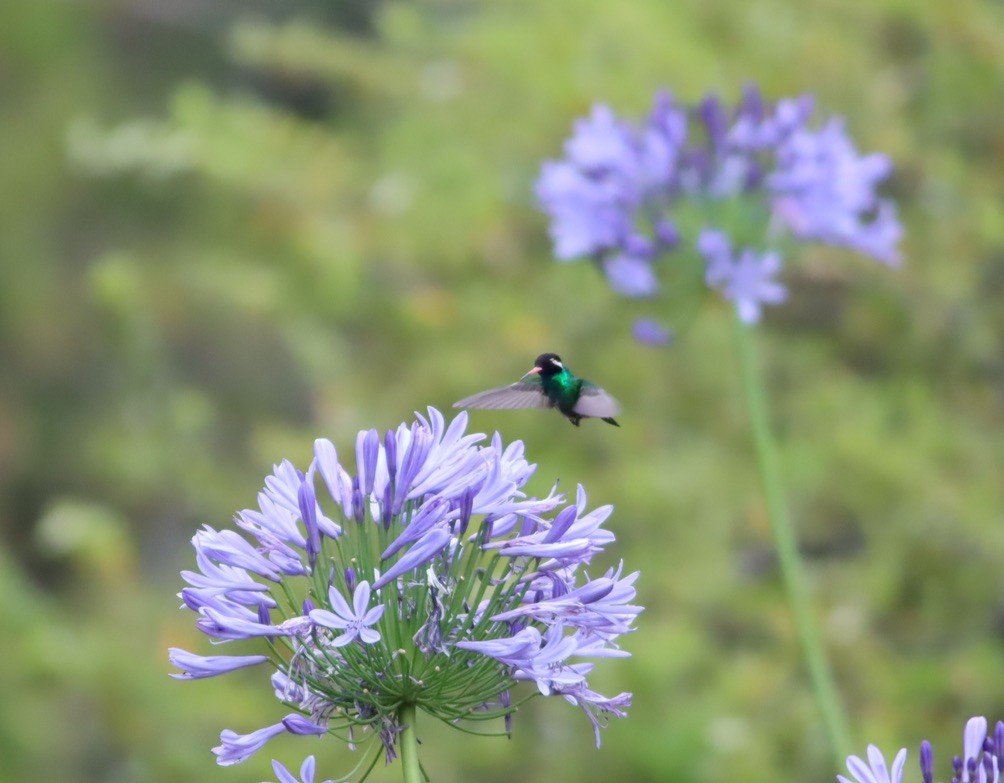 White-eared Hummingbird - ML646885986