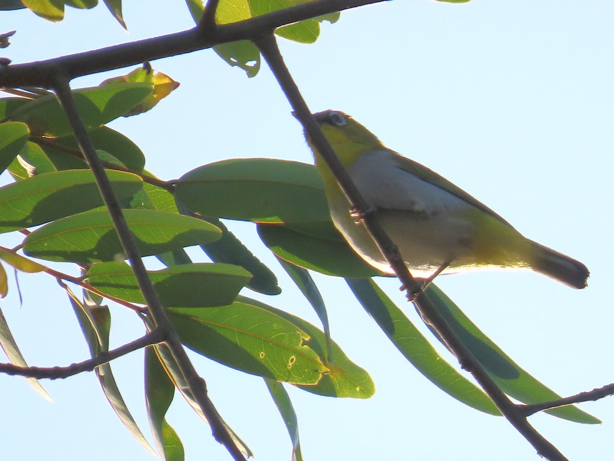 Indian White-eye - ML646885987