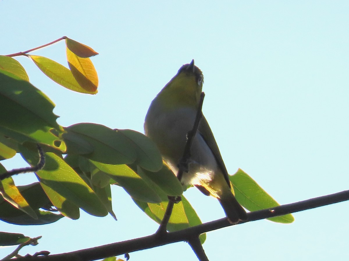 Indian White-eye - ML646885988