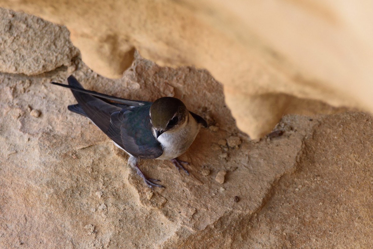 Violet-green Swallow - ML646885989