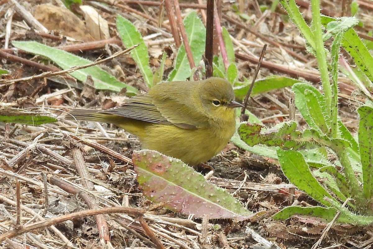 Orange-crowned Warbler - ML646885990