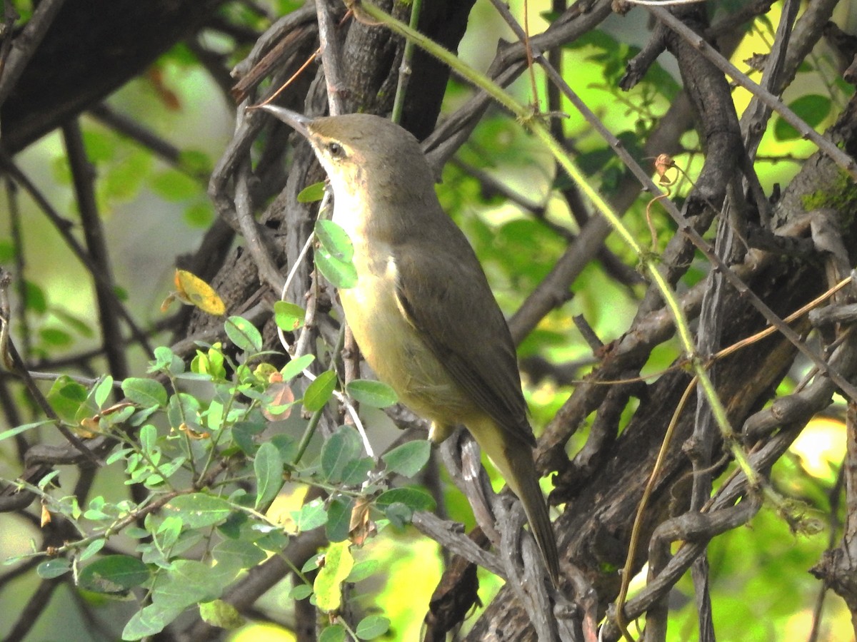 קנית אפריקנית - ML646885991
