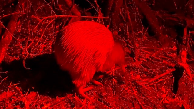 Southern Brown Kiwi (Stewart I.) - ML646885993