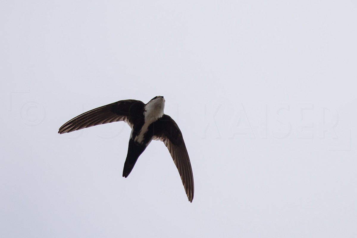 White-throated Swift - ML646885995
