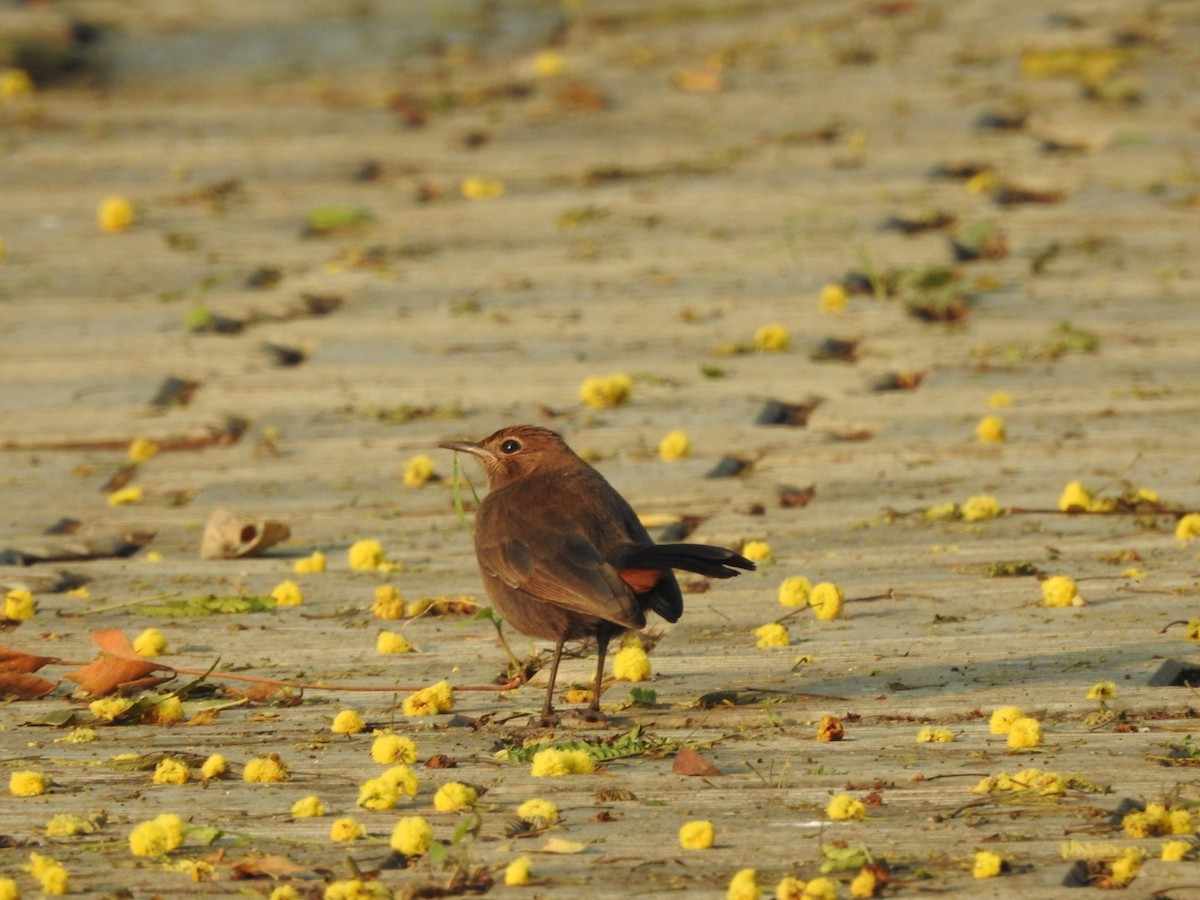 Indian Robin - ML646885997