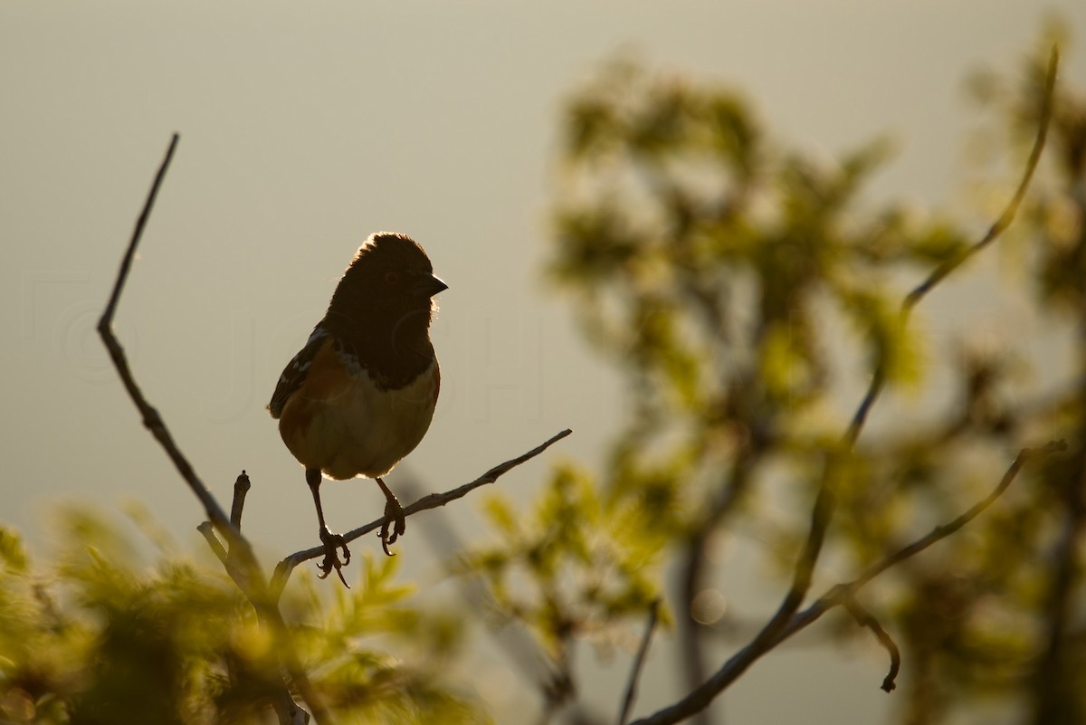 Spotted Towhee - ML646885999