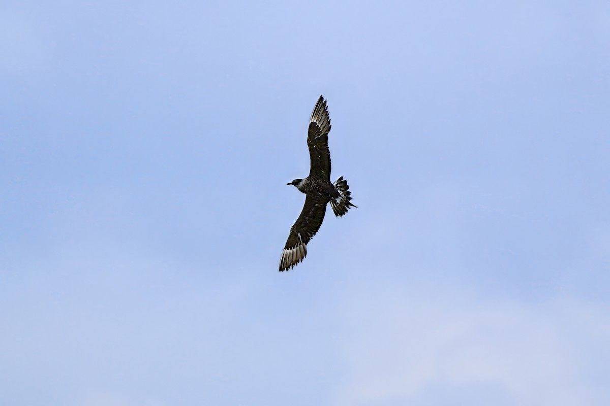 短尾賊鷗 - ML646886002