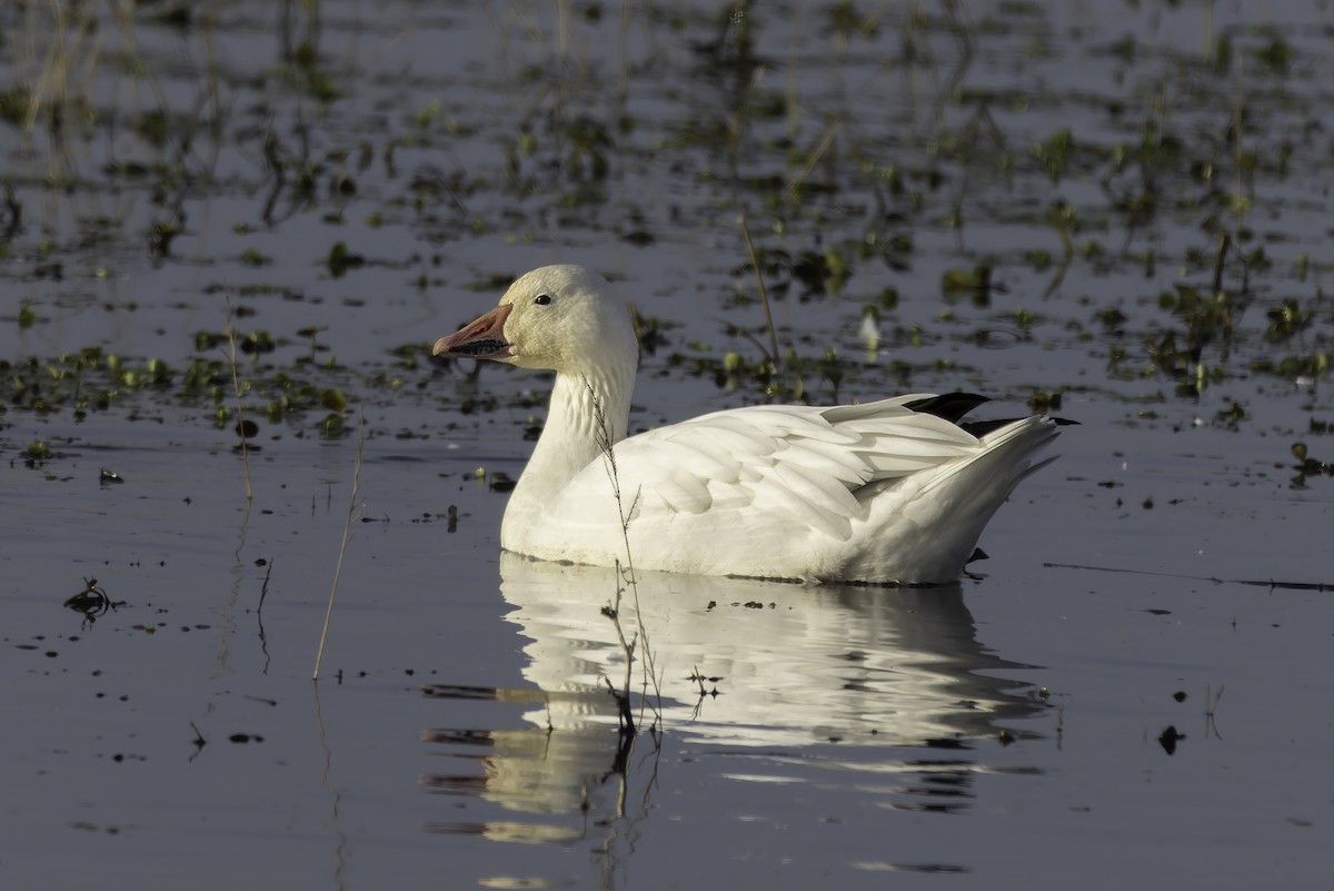 Elur-antzara - ML646886005