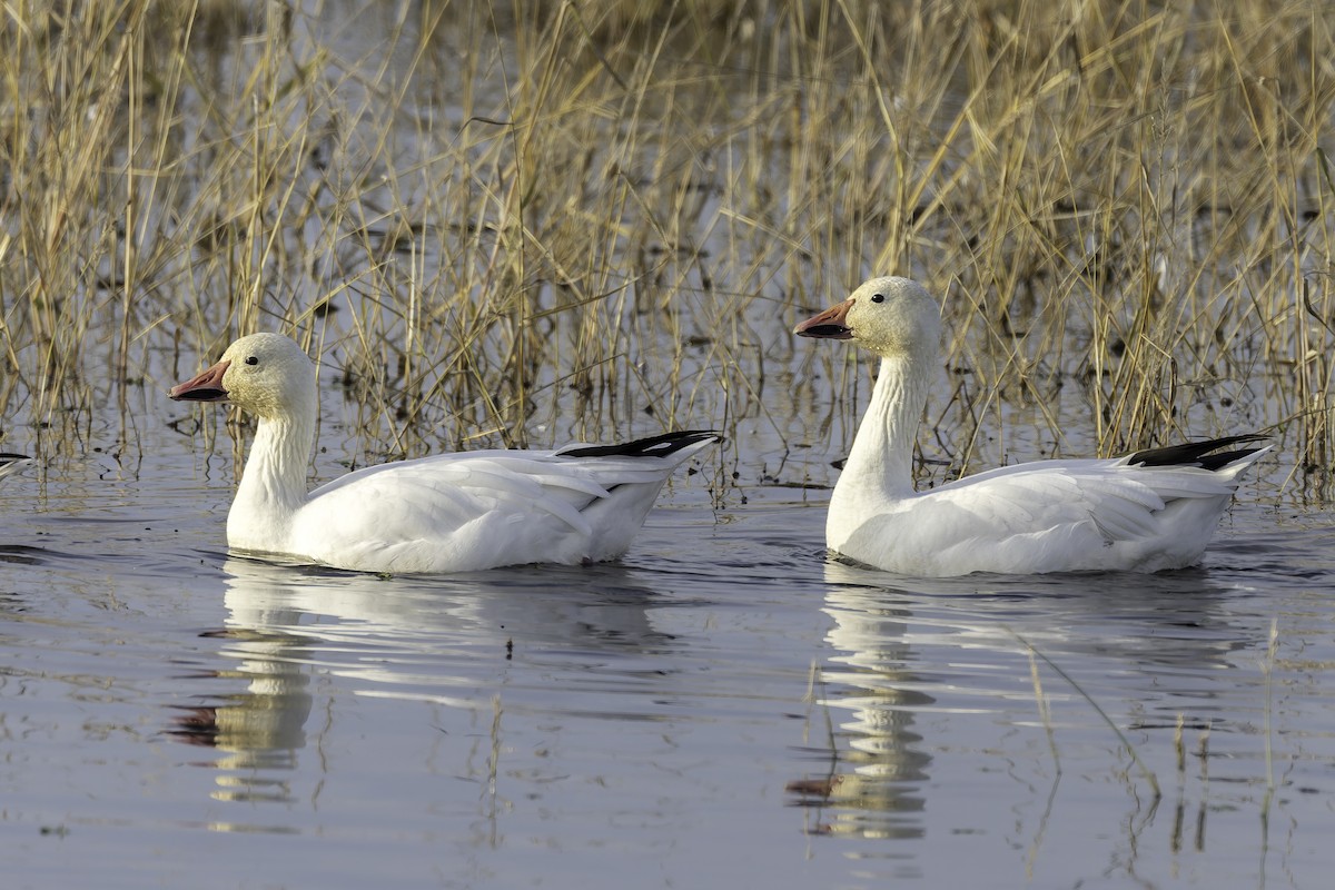 Elur-antzara - ML646886007