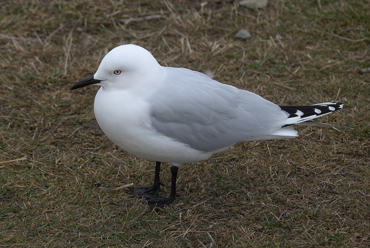 Black-billed Gull - ML646886008