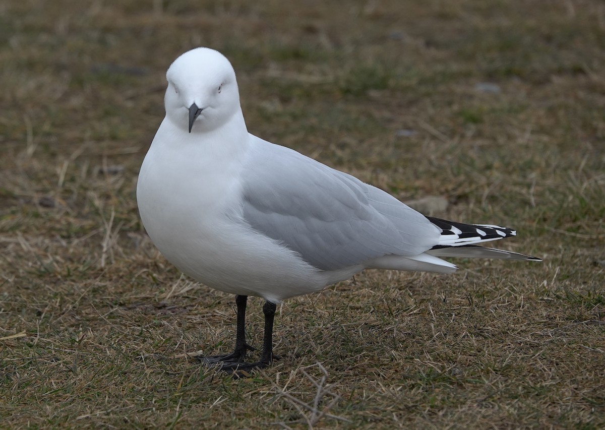 Black-billed Gull - ML646886010