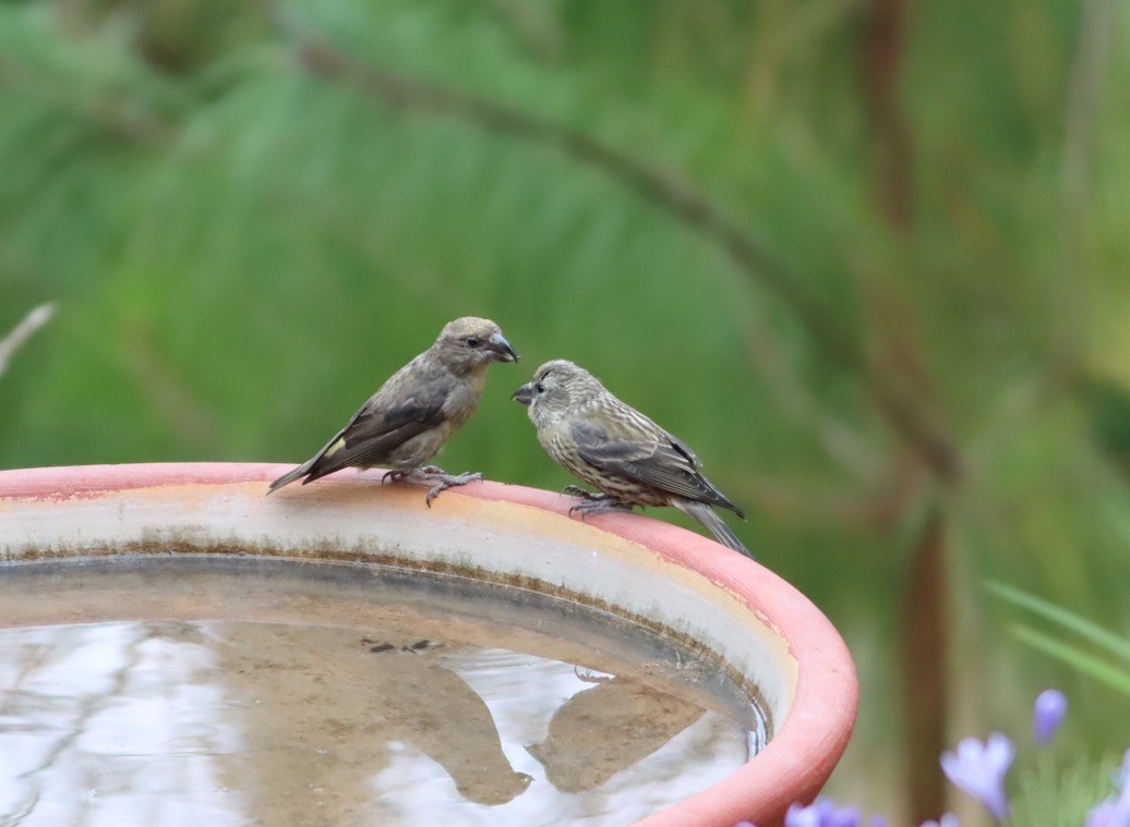 Red Crossbill - ML646886011