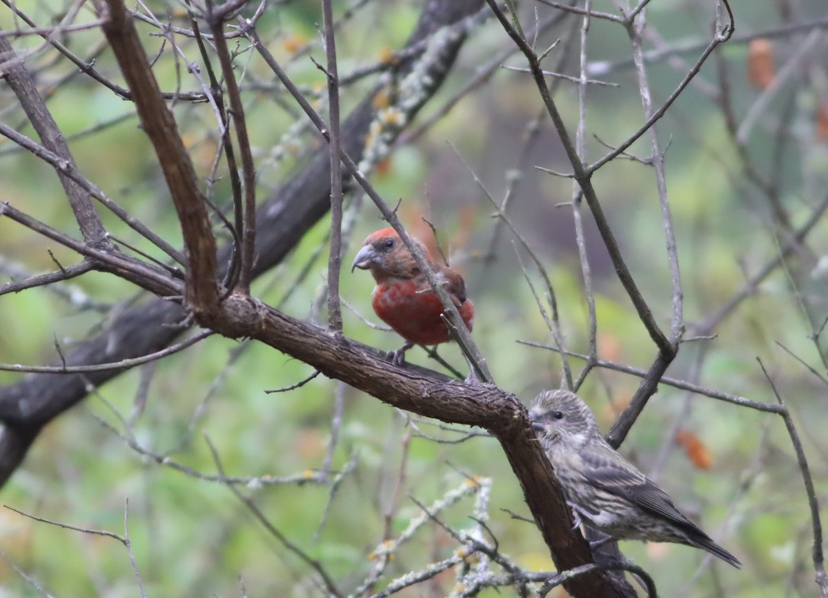 Red Crossbill - ML646886012