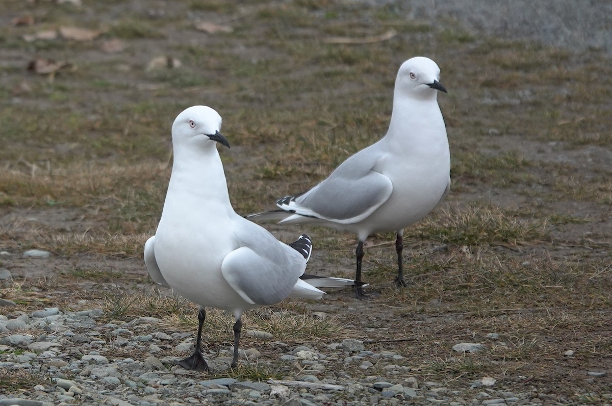 Black-billed Gull - ML646886013